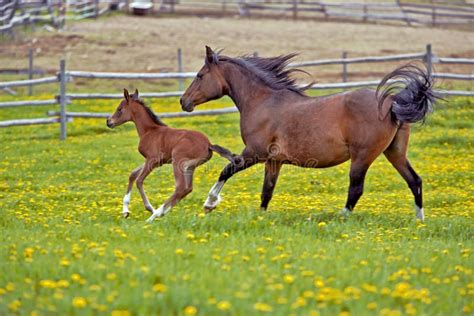 Cheval et poulain dans un pré