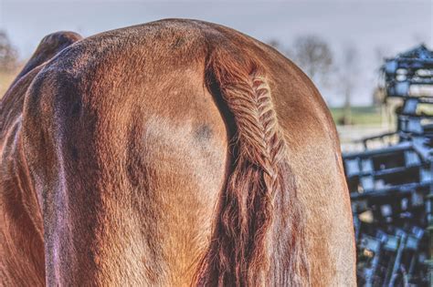 Cheval avec un motif de cœur sur la croupe