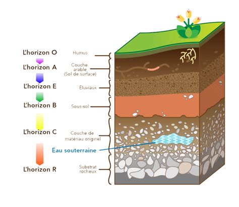 Schéma de la composition d'un sol sain avec un horizon riche en matière organique