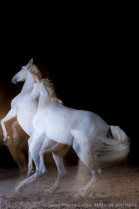 Cheval en mouvement