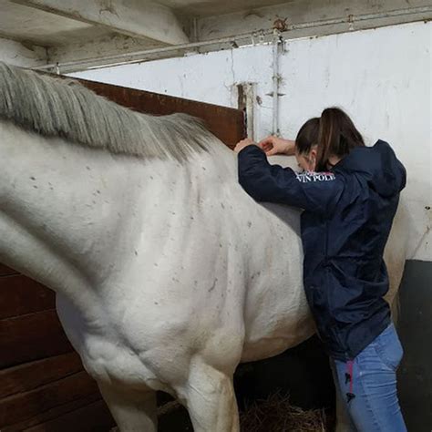 Étudiants en ostéopathie pratiquant sur un cheval