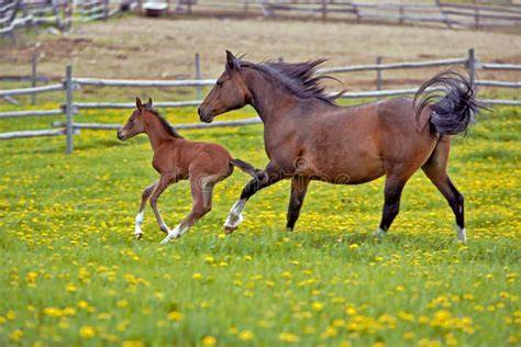 Cheval et poulain dans un pré