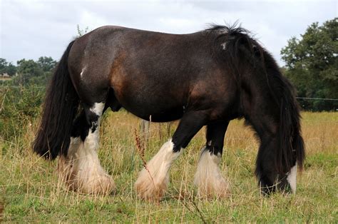 Poulains Irish Cob dans un pré