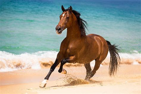 Cheval au galop sur une plage corse