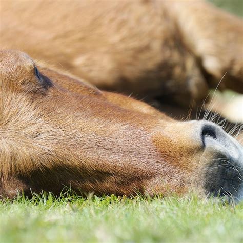 Cheval au repos dans un paddock