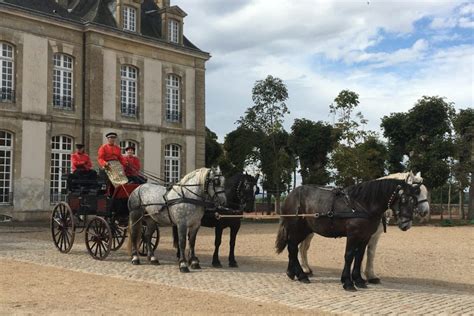 chevaux Percherons au Haras du Pin