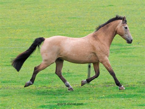 Cheval en mouvement au trot
