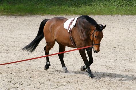 Cheval présenté à la longe pour l'évaluation du modèle