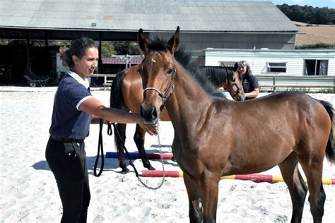 Pouliche présentée en main lors d'un concours d'élevage