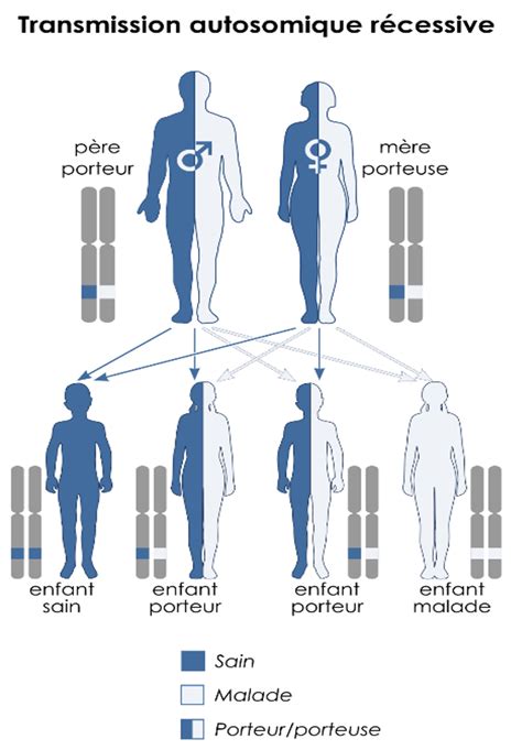 Schéma simple expliquant la transmission génétique de la robe alezane