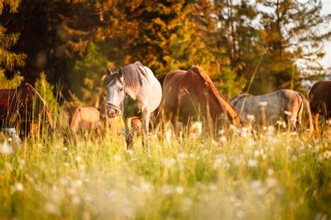 Cheval au galop dans un champ verdoyant