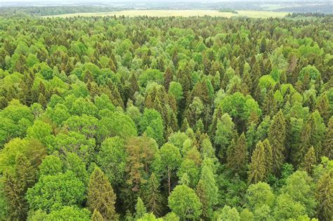 Vue panoramique d'une forêt avec des sentiers