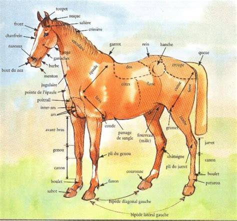 Diagramme anatomique simplifié d'un cheval