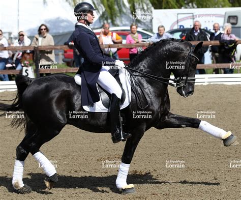Étalon de dressage poney en action