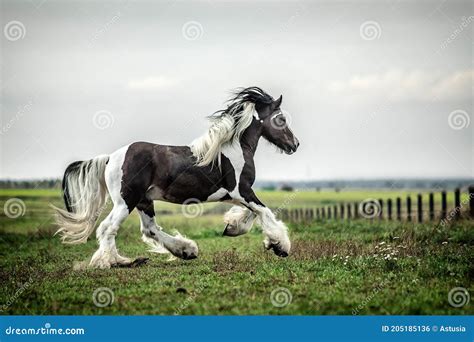 Cheval se grattant la crinière