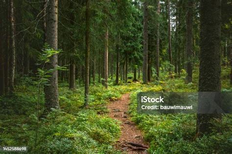 Paysage forestier avec des pins et des bruyères