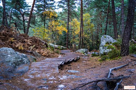 Formation rocheuse de grès dans la forêt de Fontainebleau