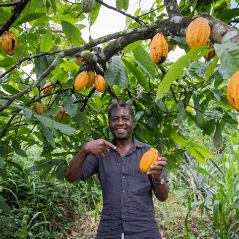 Plantation de cacaoyers en Afrique de l'Ouest