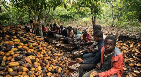 Enfants travaillant dans une plantation de cacao