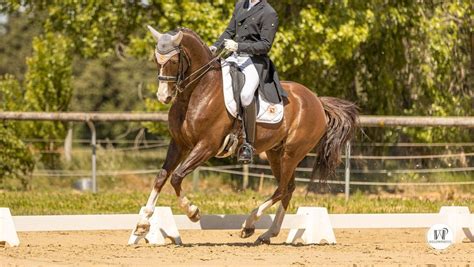 Jeune cavalier et poney lors d'une compétition équestre