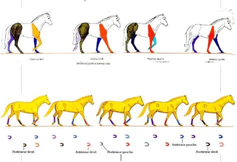 Schéma illustrant les diagonaux du cheval au trot