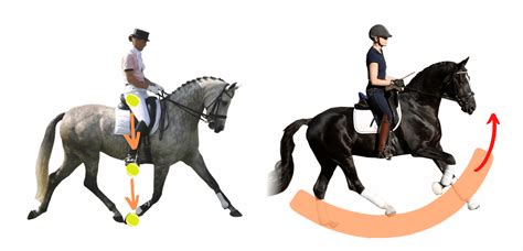 Diagramme montrant la pression exercée sur le dos du cheval au trot enlevé