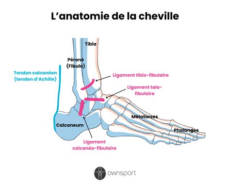 Schéma anatomique du pied et de la cheville du cavalier
