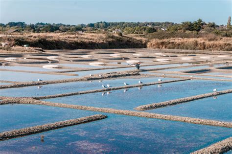 Paysage des marais salants de Camargue