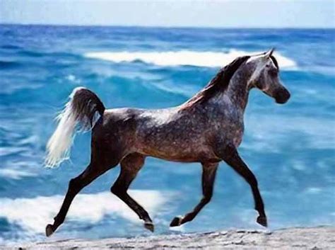 Cheval Pur-Sang Arabe en mouvement dans le désert