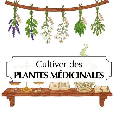 Assortiment de plantes médicinales