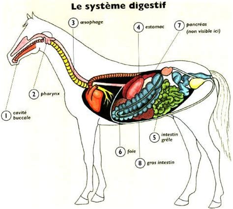 Schéma du système digestif du cheval