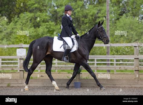 Cavalier et cheval en extérieur