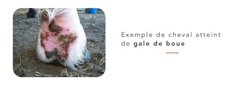 Cheval avec la gale de boue sur les membres