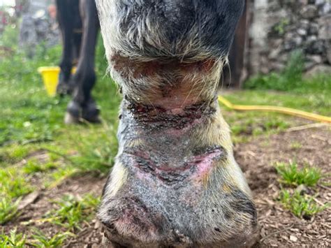 Diagramme illustrant les facteurs contribuant à la gale de boue