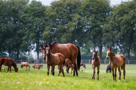 Élevage de chevaux de course dans les Landes