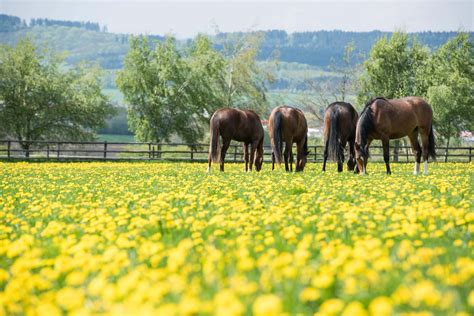 Cheval au pâturage