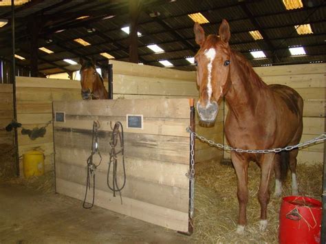 Cheval en box avec des jouets