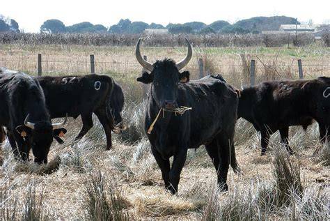 Manade de taureaux camarguais dans un pré