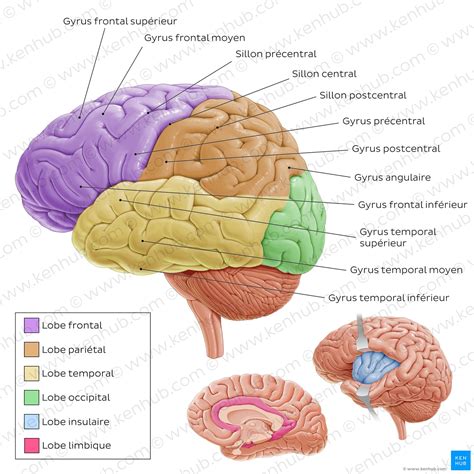 Représentation schématique d'un cerveau d'animal avec des zones colorées indiquant différentes fonctions comportementales