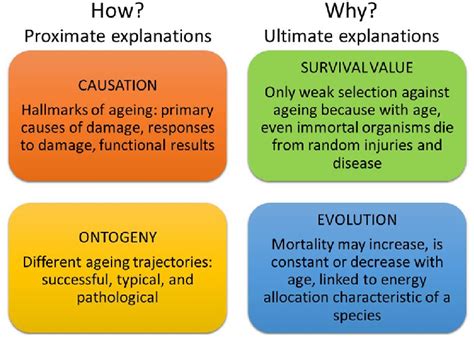 Diagramme illustrant les quatre questions fondamentales de Tinbergen appliquées à un comportement animal spécifique (par exemple, le vol chez les oiseaux)