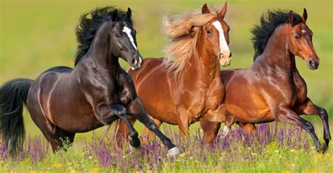 Cheval sauvage au galop dans un paysage de western