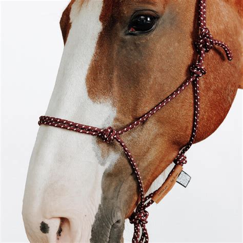Cheval portant un licol éthologique