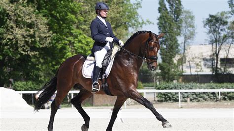 Cavalier et cheval lors d'une séance de dressage