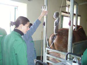 Transfert d'embryon de cheval