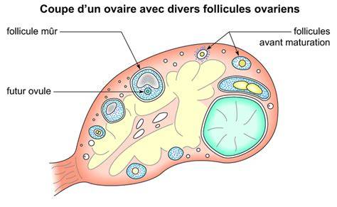 Ovaire de jument sain et ovaire tumoral