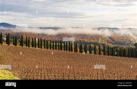 Paysage texan avec des collines et des cyprès