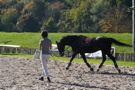 Cavalier guidant son cheval en longe