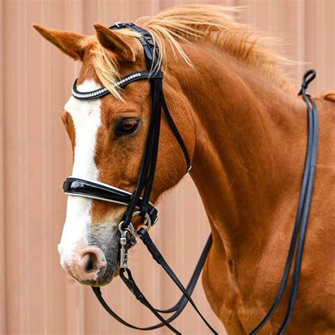 Cheval portant une bride Zilco de couleur vive