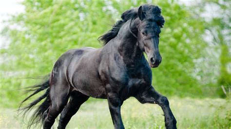 Cheval noir avec des yeux rouges