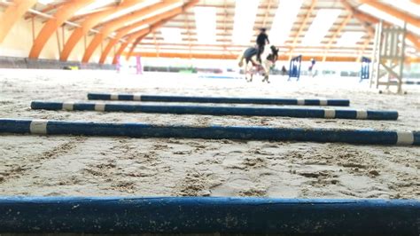 Cheval franchissant des barres au sol au trot